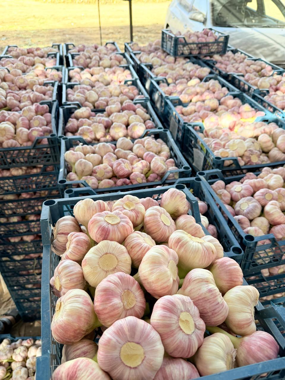 Garlico-ZR Quality Standards: From Harvest to Delivery